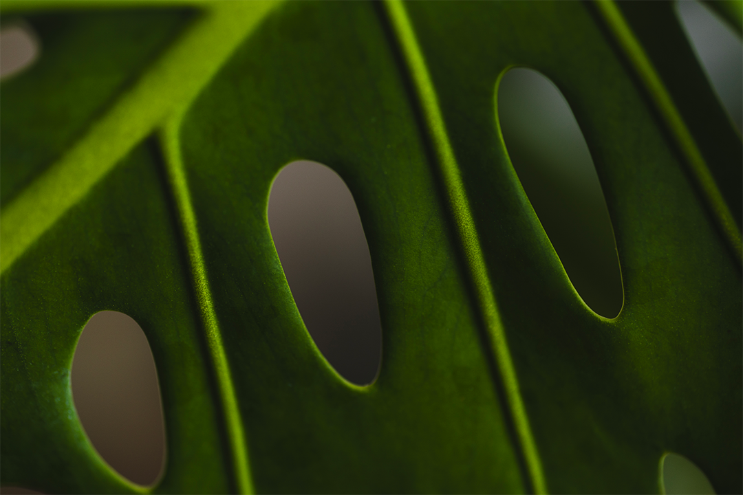 Design Biophilic